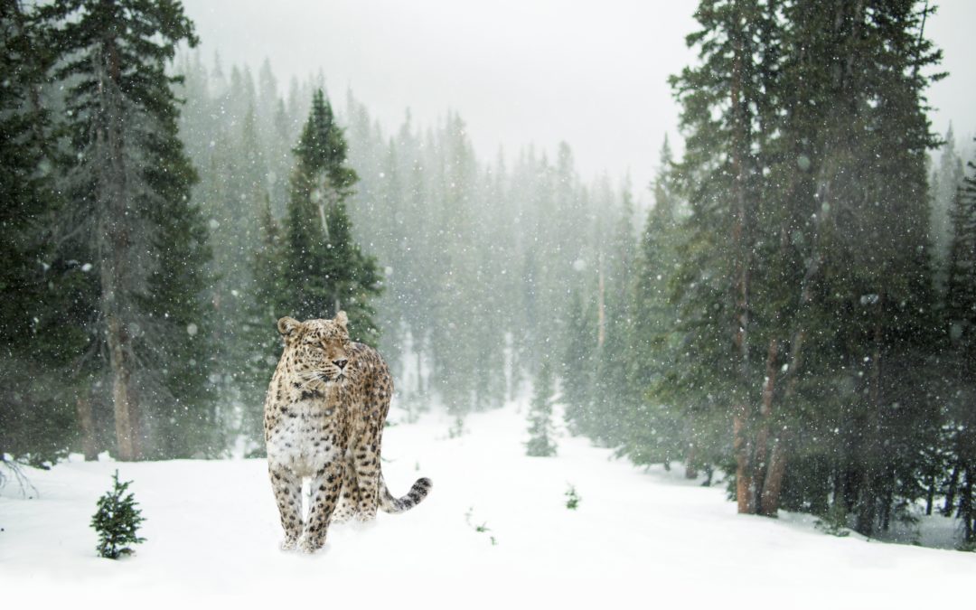 Snow Leopard Expedition